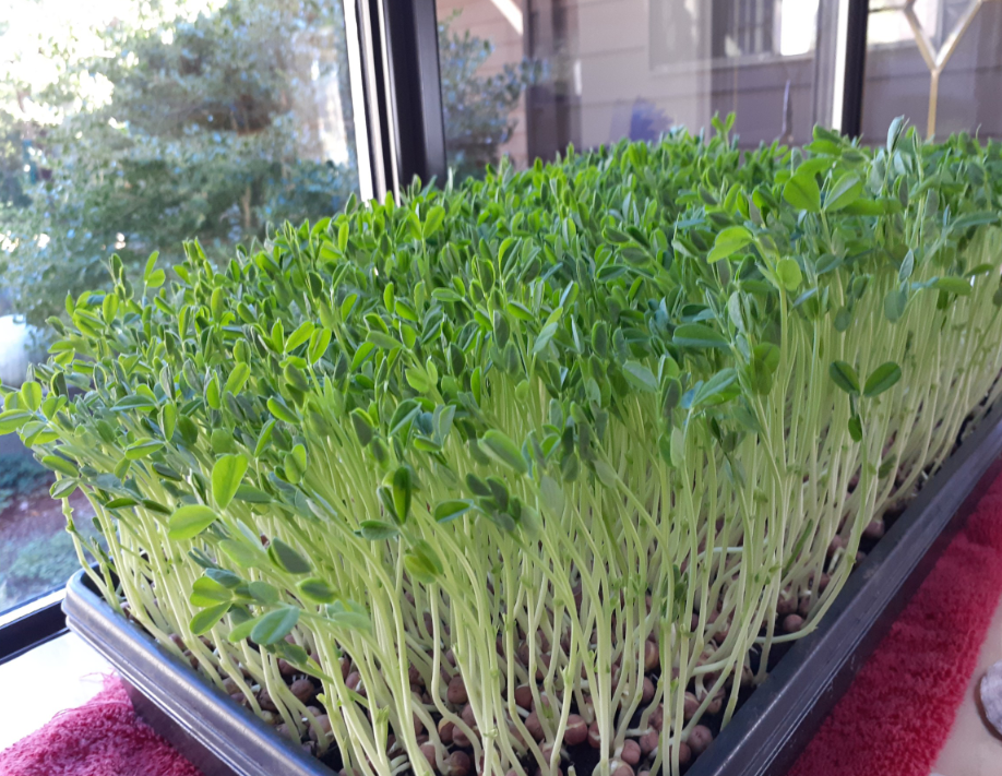 Microgreens Kits Available