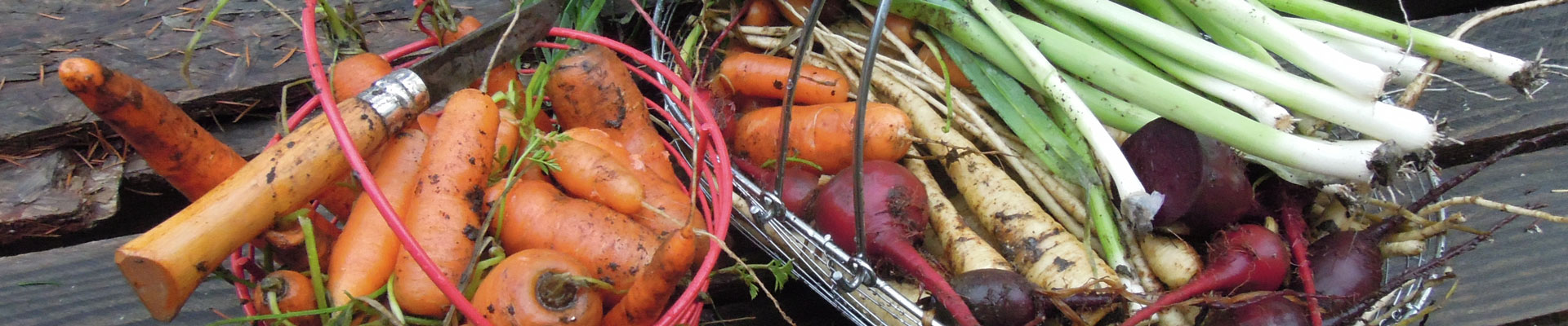 harvested garden vegetables