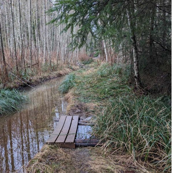 Arbutus pathway - old ditch crossing