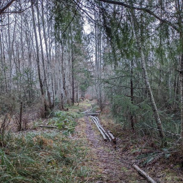 Arbutus Pathway