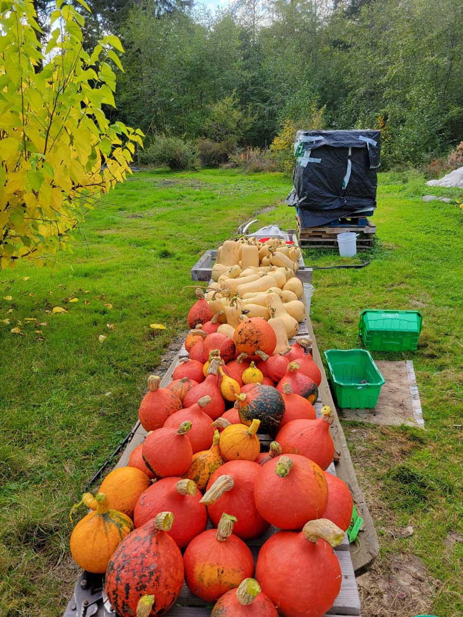 Squash from Cape Mudge Community Garden