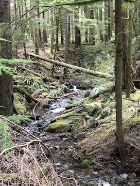 Wetlands Restoration at Quadra Elementary School
